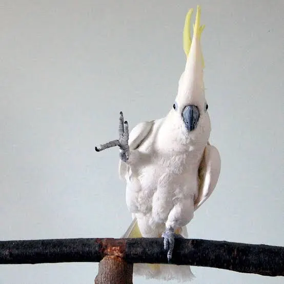 snowball